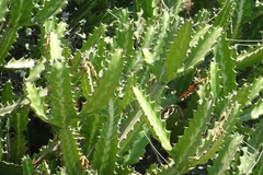 Euphorbia lactea