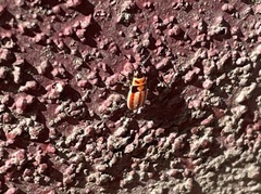 Lygaeus kalmii