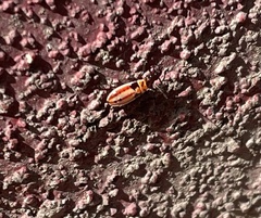 Lygaeus kalmii