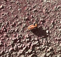 Lygaeus kalmii