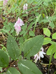 Indigofera kirilowii