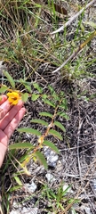 Chamaecrista deeringiana