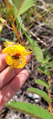 Chamaecrista deeringiana