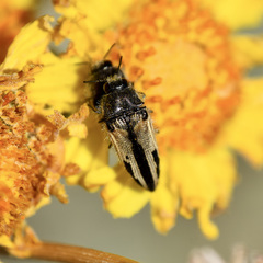 Acmaeodera latiflava