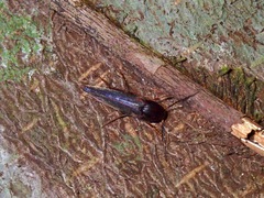Melandryidae