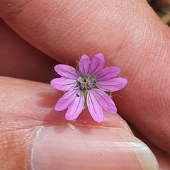 Geranium molle
