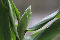 Hedychium flavescens