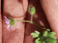 Geranium molle