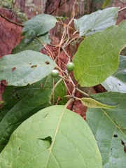 Solanum asperolanatum