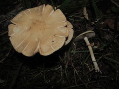 Agrocybe molesta
