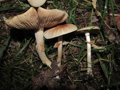 Agrocybe molesta