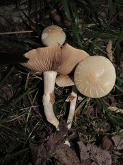 Agrocybe molesta
