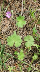 Geranium molle
