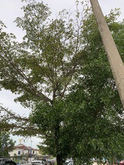 Alstonia scholaris