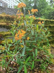 Euphorbia griffithii