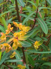 Euphorbia griffithii