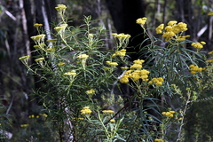 Cassinia aureonitens