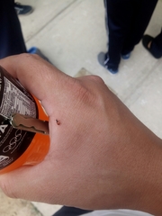 Coleoptera