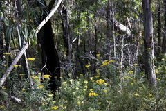 Cassinia aureonitens