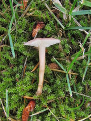Calocybe carnea