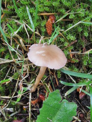 Calocybe carnea