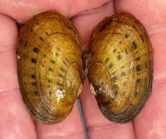 Cambarunio taeniatus