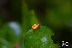 Cryptocephalus aulicus