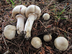 Agaricus moelleri