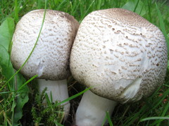Agaricus moelleri