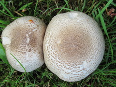 Agaricus moelleri