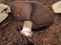 Agaricus moelleri