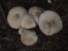 Agaricus moelleri
