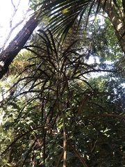 Pseudopanax crassifolius