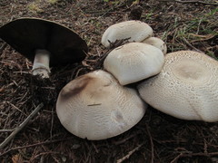 Agaricus moelleri