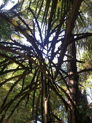 Pseudopanax crassifolius