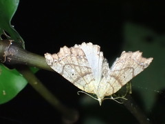 Chalastra pellurgata