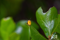 Cryptocephalus aulicus