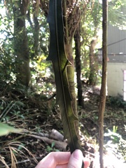 Pseudopanax crassifolius