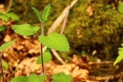 Teucrium scorodonia