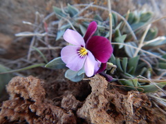 Viola trinervata