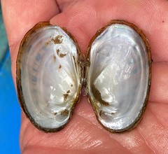 Cambarunio taeniatus