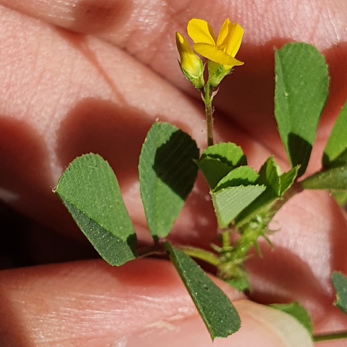 Medicago murex image