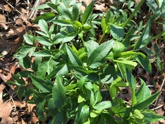 Zizia aurea