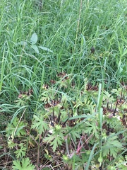 Geranium texanum