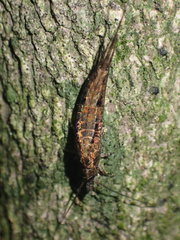 Nesomachilis