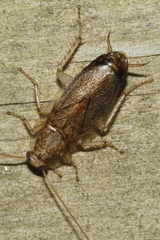 Parellipsidion latipenne