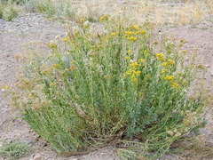 Senecio subumbellatus