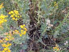 Senecio subumbellatus