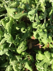 Brassicaceae