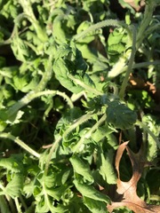 Brassicaceae